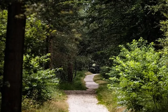 Hond speelde mogelijk rol bij incident met wolf in Austerlitz