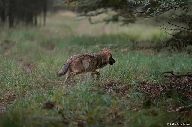 Incident tussen wolf en hond bij Zeist 