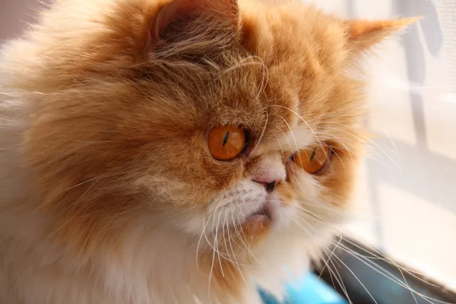 Wat onderzoek over katten zegt: Ze zijn egoïstisch, gevoelloos en schadelijk voor het milieu