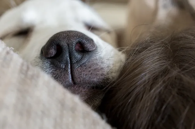 Snel In slaap vallen? Doe je hond na