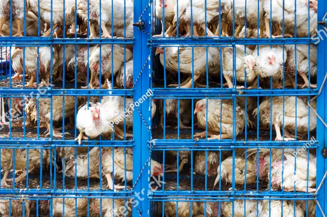 De duistere waarheid achter het Beter Leven keurmerk van kippenvlees