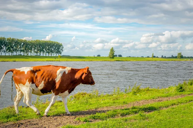 Er zit ongezond veel mest in het Nederlandse water, ziet RIVM
