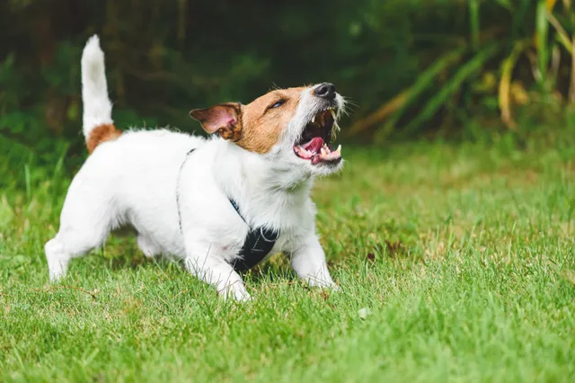 Waarom honden blaffen