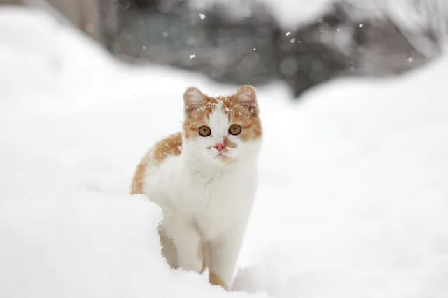 5 soorten katten die de kou haten