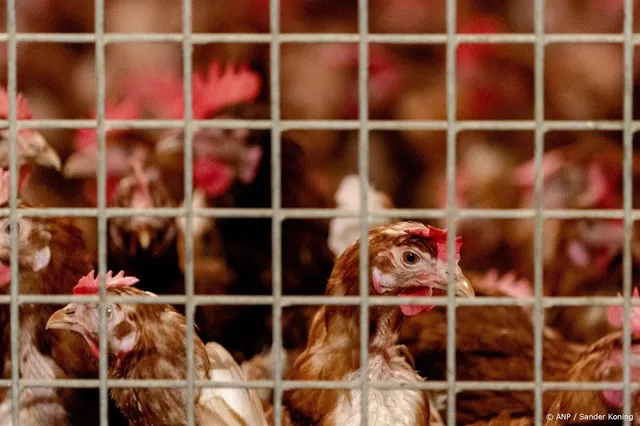Vogelgriep over Duitse grens, beperking voor één Drents bedrijf 