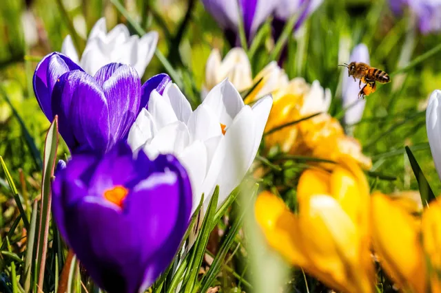 Records in zicht: prachtig lenteweer, maar na het weekend is het over met de pret