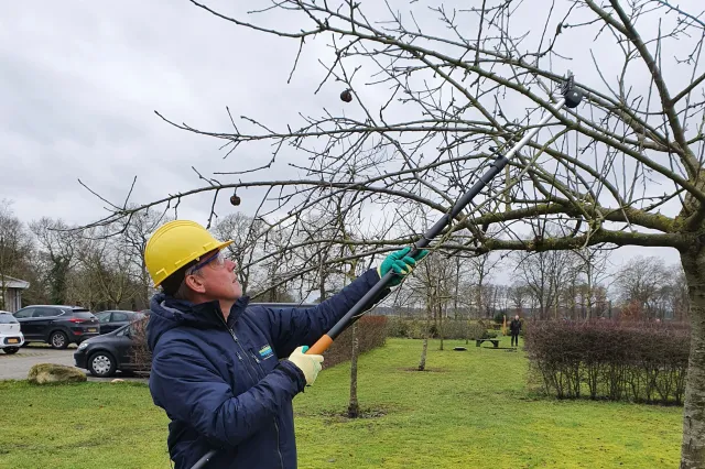 Landschapsbeheer Drenthe houdt cursus over snoeien van fruitbomen