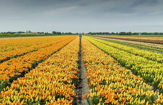 Intentieverklaring lelietelers roept vragen op bij PvdA en Progressief Westerveld