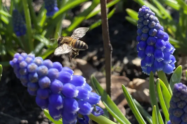 Biologische bloembollen zijn gewilder dan ooit, merkt Vledder vergroent