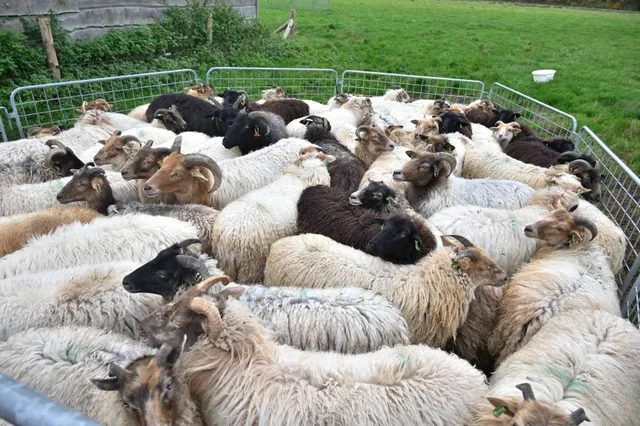 Holtinger Schaapskudde zoekt nieuwe bestuursleden