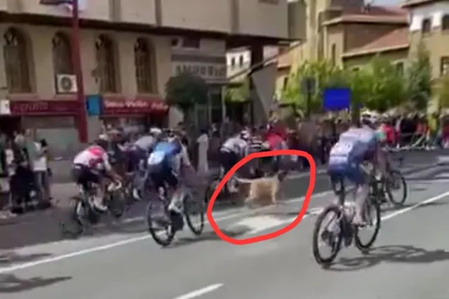 VIDEO: Loslopende hond veroorzaakt bijna massale valpartij in het peloton tijdens etappe 19 van de Vuelta a Espana 2024