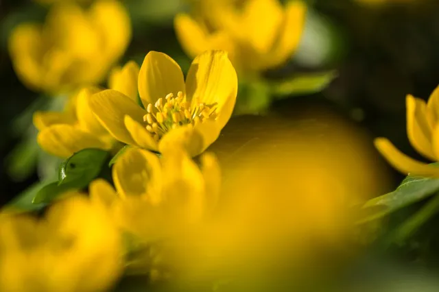 Fotowedstrijd rond winterakoniet bij Speeltuin Nederhemert