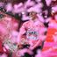 Un 'pelota' Tadej Pogacar se gana a los tifosi "Podría vivir sin ganar el Giro de Italia, pero no sin la pasta"