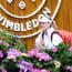 Die schwelende Spannung hinter dem britischen Duell in Wimbledon zwischen Katie Boulter und Harriet Dart am Donnerstag