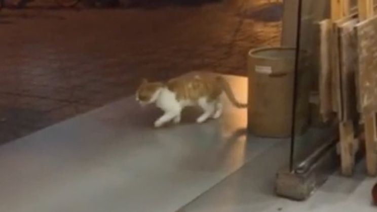 Reïncatnatie Michael Jackson gevonden hoor