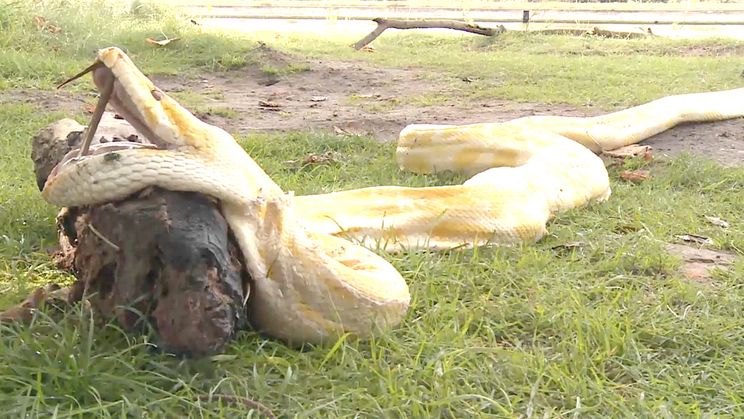 Belgische vissers halen vier meter lange python uit het water