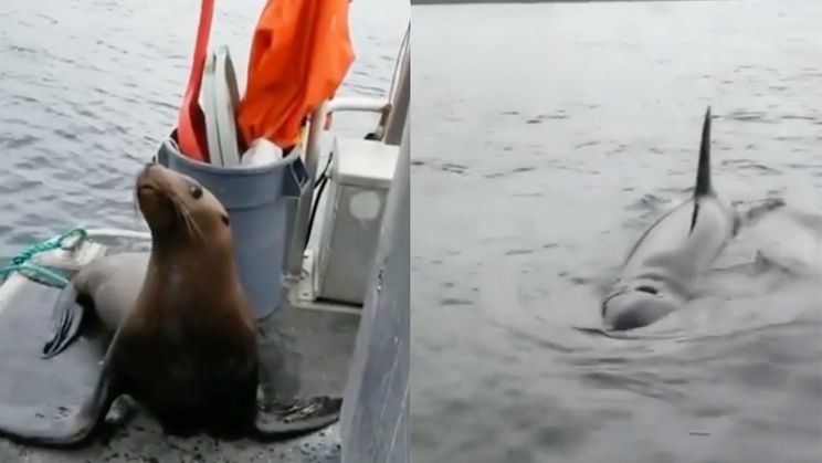 Zeeleeuw springt aan boord van boot om niet op menukaart van Orka's te eindigen