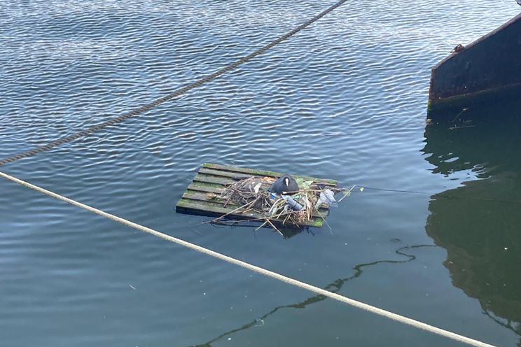 Foto | Meerkoet op een zielig maar ook vooruitstrevend nest