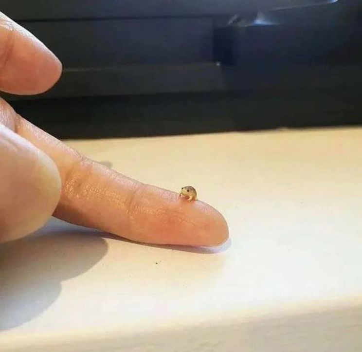 Gewoon een verzameling hilarische foto's #1525