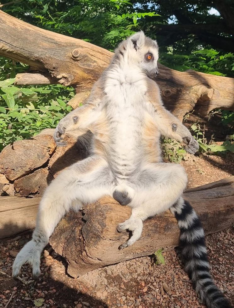 Gewoon een verzameling hilarische foto's #1648