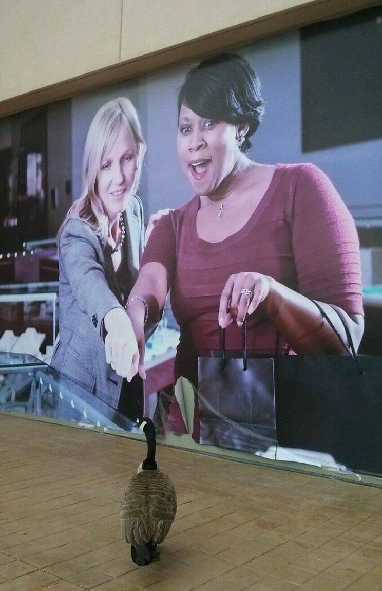Gewoon een verzameling hilarische foto's #1779