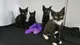 Dierenopvang ‘t Heerveld in Luinjeberd blij met liefst 37 gastgezinnen om kittens op te vangen. ‘We kunnen het niet zonder onze fantastische achterban’