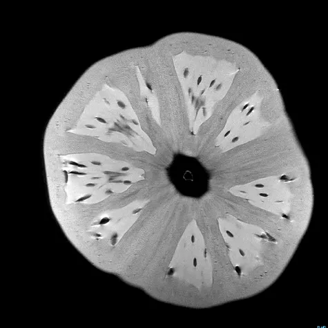 2012 10 02 tomato