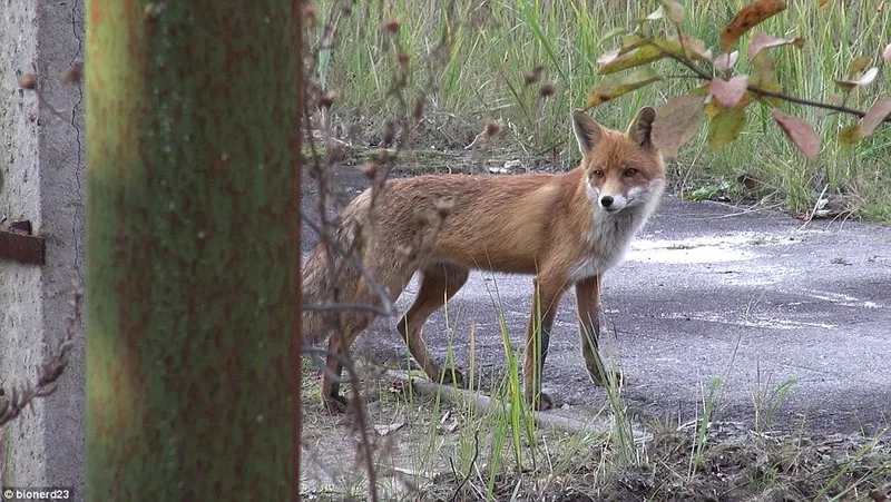 27ea5c1900000578 3056382 the chernobyl exclusion zone has become an area for wildlife inc a 7 1430127456329