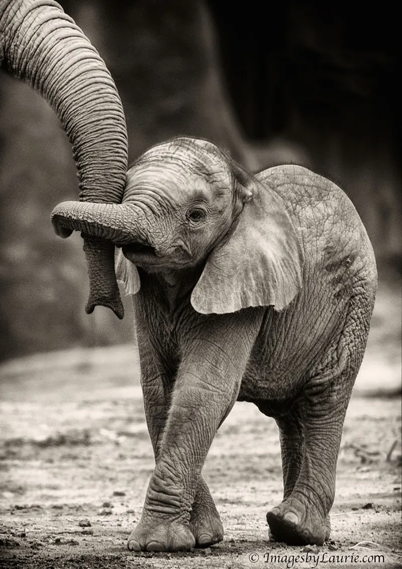 animal parents 16