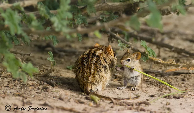animal parents 26