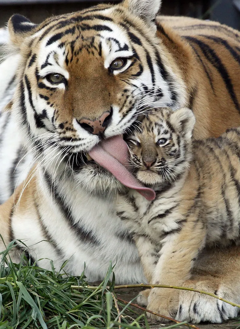 animal parents 31