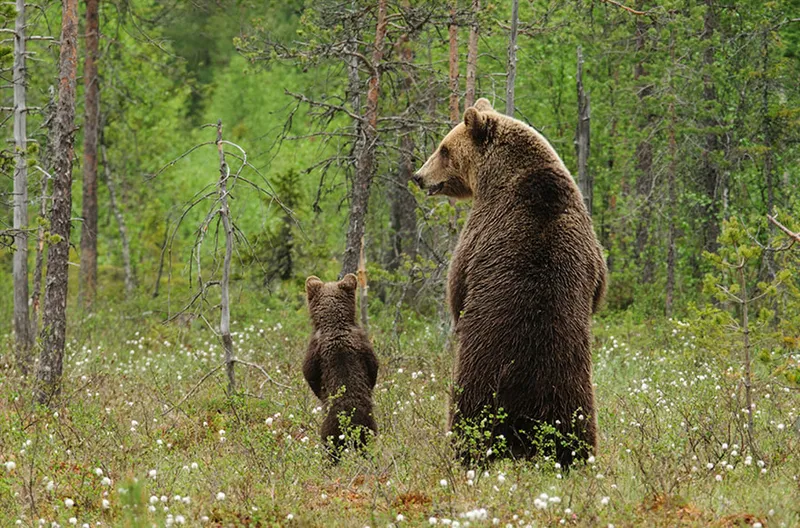 animal parents 32