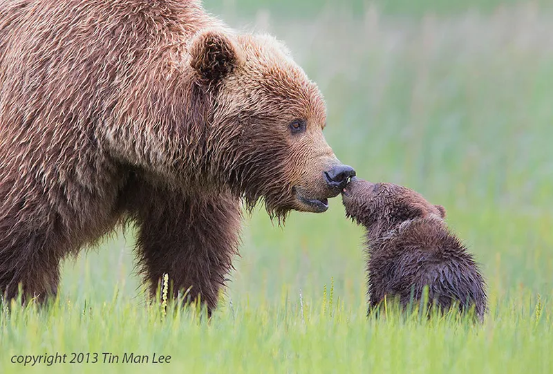 animal parents 40