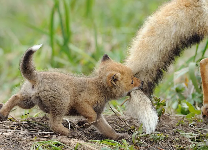 animal parents 7