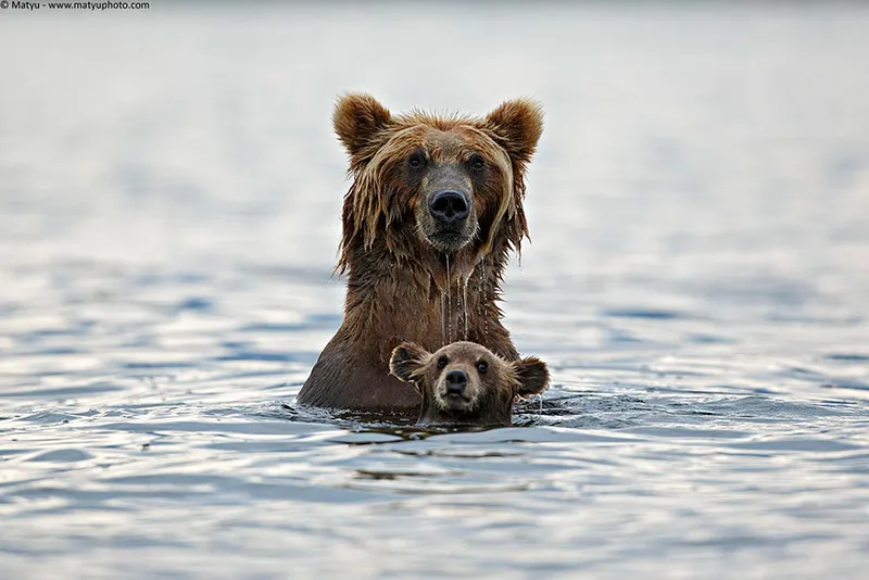 animal parents 9