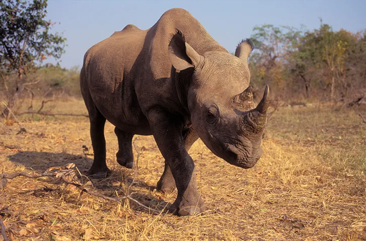 black rhino 003