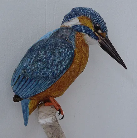 kingfisherii