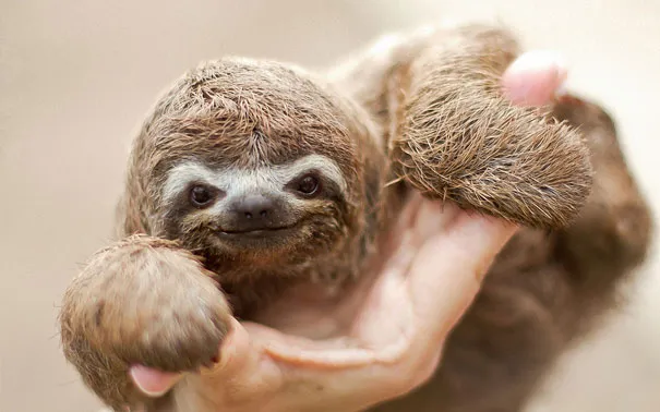 smiling animals 16 570e0c2de5cf0 605