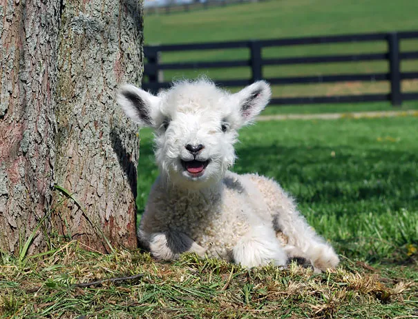 smiling animals 23 570e0c3c1960c 605
