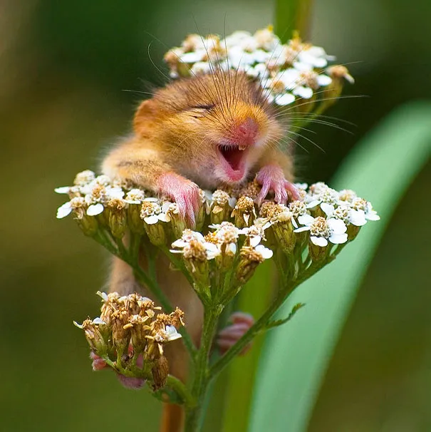 smiling animals 3 570e0c0f21b69 605