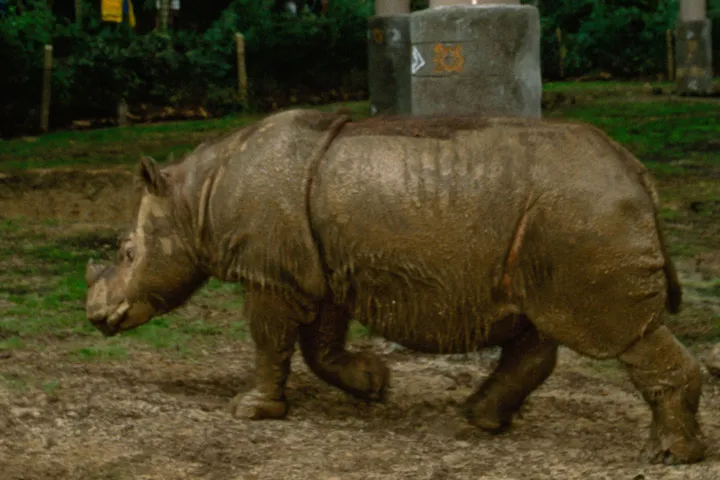 sumatran rhino 005