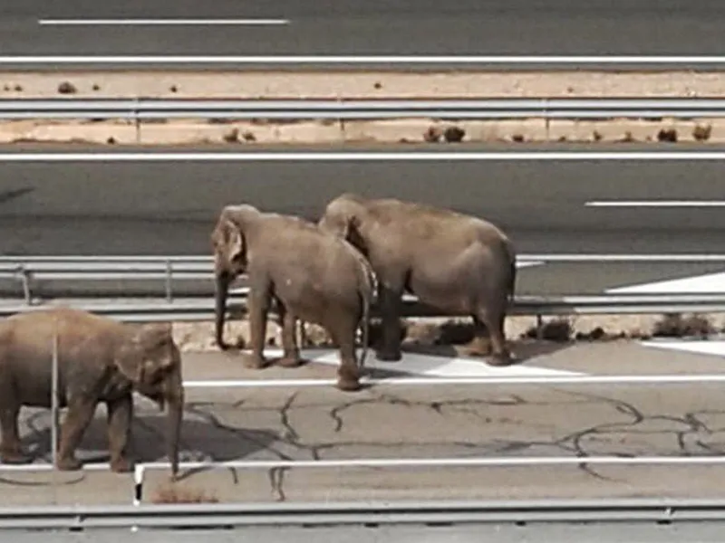 treselefantes 949x712