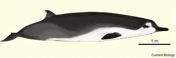 walvis5