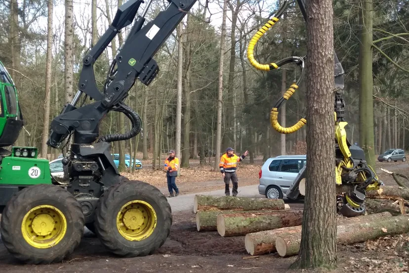 gasselterveld nijehemelriek bomenkap1