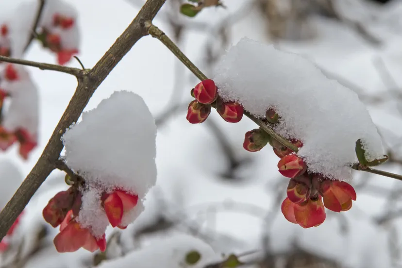 sneeuw april lente pixabay