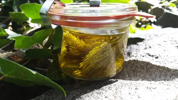 sparrenaalden op olie