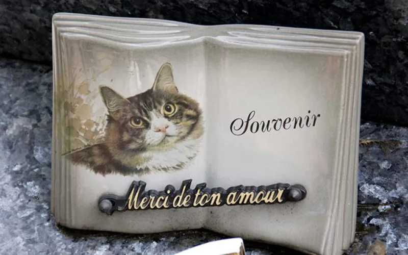 10481194 890163960995557 7993932780620324078 o 715x408 cover