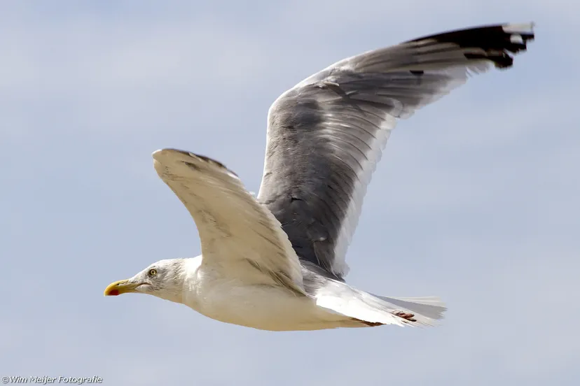 118518225 2701207386758960 7940425277021349416 n