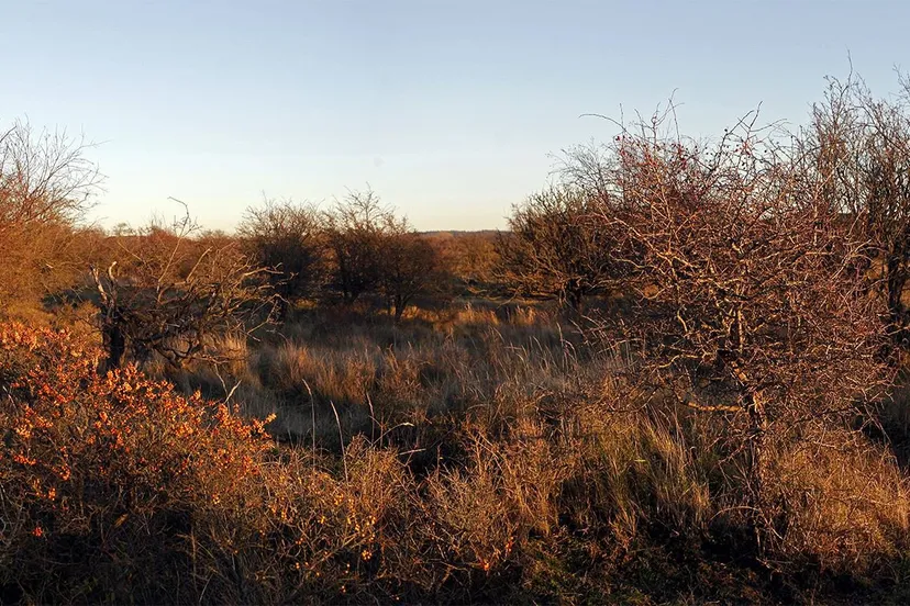 1487900 731850413493580 1515466780 o