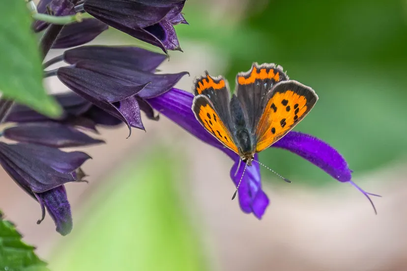 201034397 2926896777549213 4702685059831350550 n